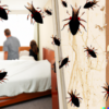 Comment les infestations d’insectes peuvent affecter la santé et la sécurité des locataires et des propriétaires